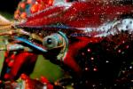 Red Crayfish eye, AARV01P08_18.4097