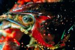 Red Crayfish, AARV01P08_19.1708