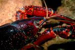 Red Crayfish, AARV01P09_03.4097