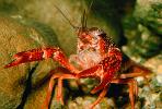 Red Crayfish, AARV01P09_05.2565