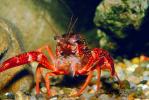 Red Crayfish, AARV01P09_06.1708