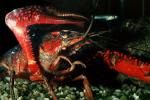 Red Crayfish, AARV01P10_12