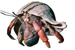 Land Hermit Crab [Coenobitidae], photo-object, object, cut-out, cutout, AARV01P15_13F