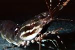 Spot Shrimp, California Spot Prawn, (Pandalus platyceros), Malacostraca, Decapoda, Caridea, Pandalidae, AARV02P05_01