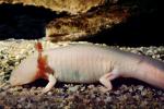 Albino Mexican Axolotl, (Ambystoma mexicanum), Ambystomatidae, Albinism, AASV01P01_10