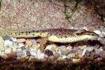 Eastern Newt, (Notophthalmus viridescens), Salamandridae, Salamander, AASV01P04_10
