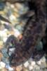 Spanish Ribbed Newt, (Pleurodeles waltl), Salamandridae, Salamander, AASV01P06_14