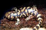 Tiger Salamander, Ambystoma tigrinum mavortium, AASV01P07_05