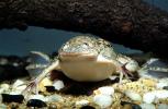 African Clawed Frog, (Xenopus laevis), Pipidae, AATV01P03_04