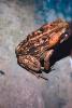 Marine Toad, (Bufo marinus), Bufonidae, Bufo, Rhinella, poisonous predator, AATV01P04_18.4097