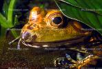 North American Bull Frog, (Rana catesbeiana), Ranidae, AATV01P06_04.2565