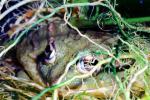Eyes hidden in the camouflage, African Bull Frog, (Pyxicephalus adspersus), Ranidae, Biomimicry, AATV01P07_16