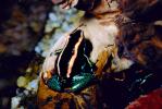 Golfodulcean Poison Frog, (Phyllobates vittatus), Dendrobatidae, AATV01P07_18.1708