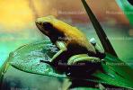 Black-Legged Poison Frog, AATV01P08_06.2565
