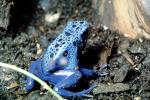 Blue Poison Dart Frog, (Dendrobates azureus), Okopipi, AATV02P07_09