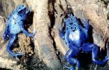 Blue Poison Dart Frog, (Dendrobates azureus), Okopipi, AATV02P07_17