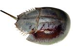 Horseshoe Crab, photo-object, object, cut-out, cutout, AAXV01P02_14F