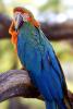 Catalina Macaw, Parrot, ABCD01_003