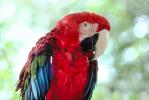 Scarlet Macaw, (Ara macao), ABCV01P01_05.2565