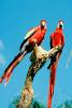 Scarlet Macaw, (Ara macao), ABCV01P02_07