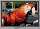 Parrot, Scarlet Macaw, (Ara macao), ABCV01P02_13