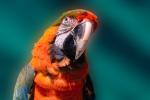 Catalina Macaw, Parrot, ABCV01P04_04.3339