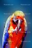 Catalina Macaw, Blue-and-yellow Macaw x Scarlet Macaw hybrid, ABCV01P04_08