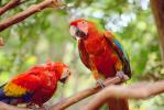 Parrot, Macaw, ABCV01P05_13.1708
