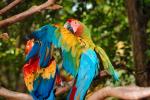 Parrot, Macaw, ABCV01P05_15.3339