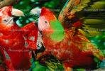 Parrot, Macaw, ABCV01P05_19.2565
