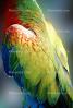Parrot, Macaw, ABCV01P06_05