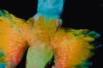 Parrot, Macaw, ABCV01P06_12.3339