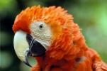Scarlet Macaw, (Ara macao), Psittacidae, Pointy Beak, Eyes, ABCV01P06_16