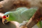 Red - Lored Amazon Parrot, (Amazona autumnalis), ABCV01P07_03.3339