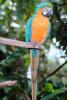 Blue and Gold Macaw, (Ara ararauna), Parrot, ABCV01P07_07.3339