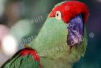 Thick-Billed Parrot, (Rhynchopsitta pachrhyncha), Psittacoidea, Psittacidae, Arinae, ABCV01P12_07