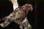 Kea Parrot, New Zealand, ABCV01P13_02