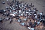 Pigeons, ABDV01P01_04.3339