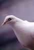 Pigeon, ABDV01P01_06B