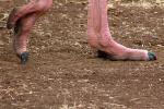 Ostrich Feet, Ngorongoro Crater, Tanzania, Africa, African wildlife, ABED01_006