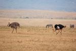 Ostrich, Wildlife, Ngorongoro Crater, Tanzania, ABED01_009