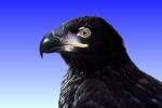 Juvenile Bald Eagle, ABFV01P04_07