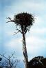 Eagle Nest, Trees, ABFV01P07_10