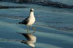 Seagull, seashore, reflection, ABGD01_205