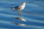 Seagull, seashore, reflection, ABGD01_206