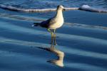 Seagull, seashore, reflection, ABGD01_207