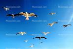 Seagulls, Carmel, California, ABGV02P06_05