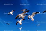 Seagulls, Carmel, California, ABGV02P06_12