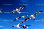 Seagulls, Carmel, California, ABGV02P06_15