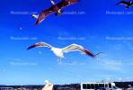 Seagulls, Carmel, California, ABGV02P07_10